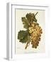 Chasselas Le Ronsard Grape-A. Kreyder-Framed Giclee Print