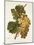 Chasselas Le Ronsard Grape-A. Kreyder-Mounted Giclee Print