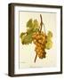 Chasselas Musque' Grape-A. Kreyder-Framed Giclee Print