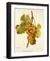 Chasselas Musque' Grape-A. Kreyder-Framed Giclee Print