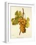 Chasselas Musque' Grape-A. Kreyder-Framed Giclee Print