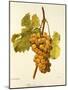 Chasselas Musque' Grape-A. Kreyder-Mounted Giclee Print