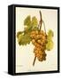 Chasselas Musque' Grape-A. Kreyder-Framed Stretched Canvas