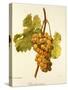 Chasselas Musque' Grape-A. Kreyder-Stretched Canvas
