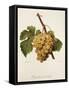 Chasselas Perle' Hatif Grape-A. Kreyder-Framed Stretched Canvas