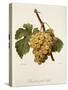 Chasselas Perle' Hatif Grape-A. Kreyder-Stretched Canvas