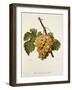 Chasselas Perle' Hatif Grape-A. Kreyder-Framed Giclee Print