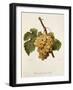 Chasselas Perle' Hatif Grape-A. Kreyder-Framed Giclee Print