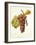 Chasselas Violet Grape-A. Kreyder-Framed Giclee Print