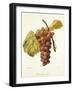 Chasselas Violet Grape-A. Kreyder-Framed Giclee Print