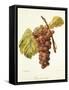Chasselas Violet Grape-A. Kreyder-Framed Stretched Canvas