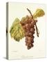 Chasselas Violet Grape-A. Kreyder-Stretched Canvas