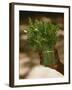 Chat (Catha Edulis)-Tony Camacho-Framed Photographic Print