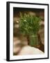 Chat (Catha Edulis)-Tony Camacho-Framed Photographic Print