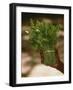 Chat (Catha Edulis)-Tony Camacho-Framed Photographic Print