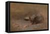Chat Mangeant by Eugene Carriere-Eugene Carriere-Framed Stretched Canvas