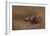 Chat Mangeant by Eugene Carriere-Eugene Carriere-Framed Giclee Print