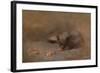 Chat Mangeant by Eugene Carriere-Eugene Carriere-Framed Giclee Print