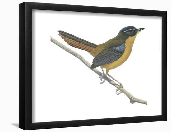 Chat-Thrush (Cossypha Cyanocampter), Birds-Encyclopaedia Britannica-Framed Poster