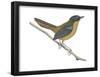 Chat-Thrush (Cossypha Cyanocampter), Birds-Encyclopaedia Britannica-Framed Poster