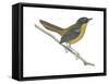 Chat-Thrush (Cossypha Cyanocampter), Birds-Encyclopaedia Britannica-Framed Stretched Canvas