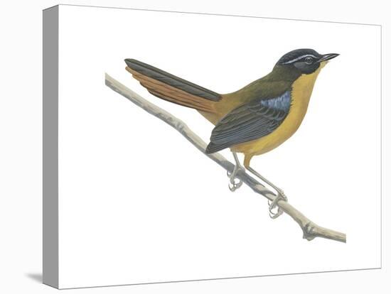 Chat-Thrush (Cossypha Cyanocampter), Birds-Encyclopaedia Britannica-Stretched Canvas