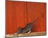 Chat-Hans Silvester-Mounted Art Print