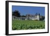 Chateau D'Yquem, Sauternes, France-Mick Rock-Framed Premium Giclee Print