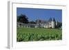 Chateau D'Yquem, Sauternes, France-Mick Rock-Framed Premium Giclee Print