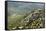 Chateau De Peyrepertuse, a Cathar Castle, Languedoc, France, Europe-Tony Waltham-Framed Stretched Canvas