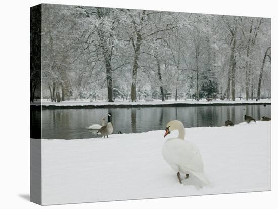 Chateau de Vizille Park, Swan Lake, Vizille, Isere, French Alps, France-Walter Bibikow-Stretched Canvas
