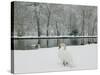 Chateau de Vizille Park, Swan Lake, Vizille, Isere, French Alps, France-Walter Bibikow-Stretched Canvas