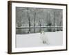 Chateau de Vizille Park, Swan Lake, Vizille, Isere, French Alps, France-Walter Bibikow-Framed Photographic Print