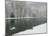 Chateau de Vizille Park, Swan Lake, Vizille, Isere, French Alps, France-Walter Bibikow-Mounted Photographic Print