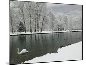 Chateau de Vizille Park, Swan Lake, Vizille, Isere, French Alps, France-Walter Bibikow-Mounted Photographic Print
