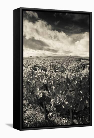 Chateau Lafite Rothschild Vineyards in Autumn, Pauillac, Haut Medoc, Gironde, Aquitaine, France-null-Framed Stretched Canvas