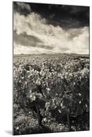 Chateau Lafite Rothschild Vineyards in Autumn, Pauillac, Haut Medoc, Gironde, Aquitaine, France-null-Mounted Photographic Print