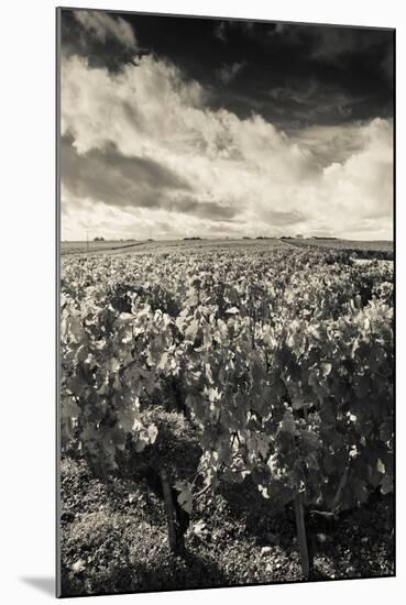 Chateau Lafite Rothschild Vineyards in Autumn, Pauillac, Haut Medoc, Gironde, Aquitaine, France-null-Mounted Photographic Print