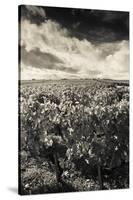 Chateau Lafite Rothschild Vineyards in Autumn, Pauillac, Haut Medoc, Gironde, Aquitaine, France-null-Stretched Canvas