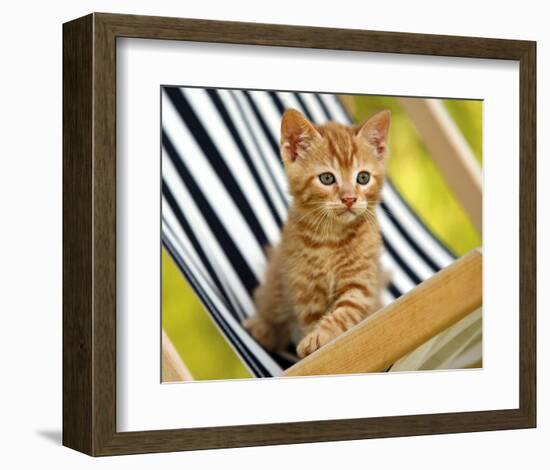 Chaton Roux-Jean-Michel Labat-Framed Art Print