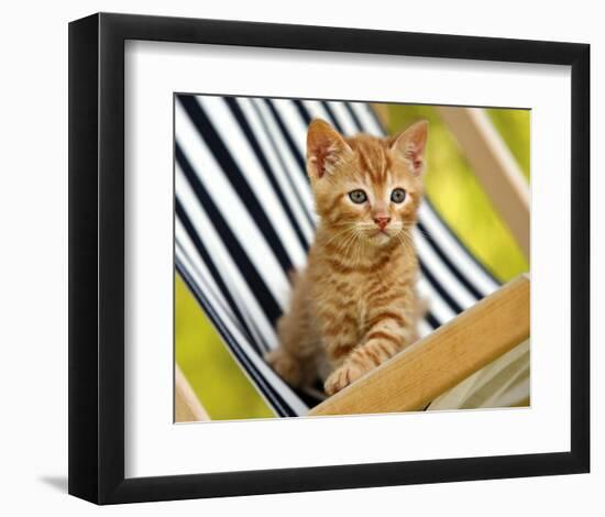 Chaton Roux-Jean-Michel Labat-Framed Art Print