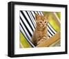 Chaton Roux-Jean-Michel Labat-Framed Art Print