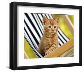 Chaton Roux-Jean-Michel Labat-Framed Art Print