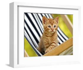 Chaton Roux-Jean-Michel Labat-Framed Art Print