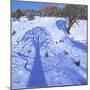 Chatsworth, Winter Tree Shadows, 2013-Andrew Macara-Mounted Giclee Print