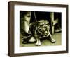 Chatteropia-Tim Kahane-Framed Photographic Print