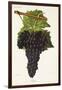 Chatus Grape-J. Troncy-Framed Giclee Print