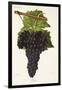 Chatus Grape-J. Troncy-Framed Giclee Print