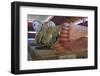 Chauk Htat Kyi Reclining Buddha, Yangon (Rangoon), Myanmar (Burma), Asia-Richard Cummins-Framed Photographic Print