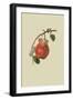 Chaumontel Pear-William Hooker-Framed Art Print